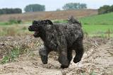 BOUVIER DES FLANDRES 179